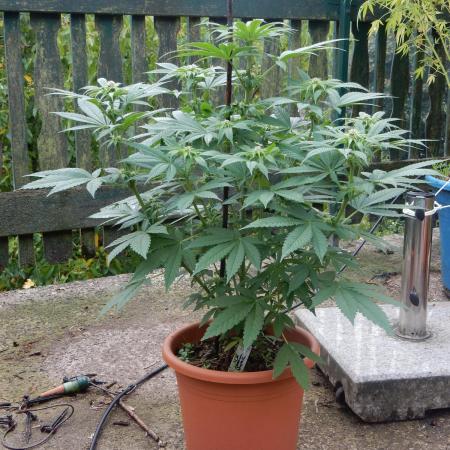 Ice Cream Haze (outdoor/indoor)