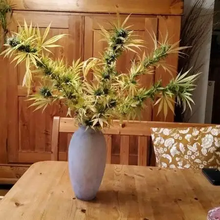 Strawberry Cough - A risky challenge!