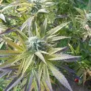 Fruit Bomb Punch Outdoor - 26