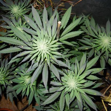 Ice Cream Haze (outdoor/indoor)