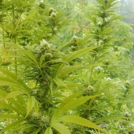 Passion Fruit - Outdoor