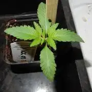 Ice Cream Cake F2