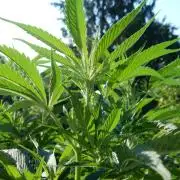 Fruit Bomb Punch Outdoor - 26