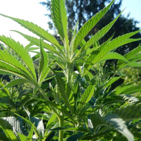Fruit Bomb Punch Outdoor - 26