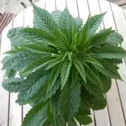 Blueberry - Outdoor 26
