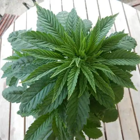Blueberry - Outdoor 26