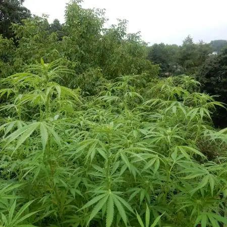 Hollands Hope - Oldschool Outdoor
