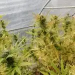 Strawberry Cough - A risky challenge!