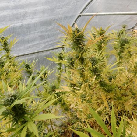 Strawberry Cough - A risky challenge!
