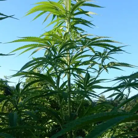 Passion Fruit - Outdoor