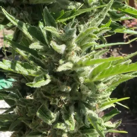 Auto Candy Bubatz XL Pyramid