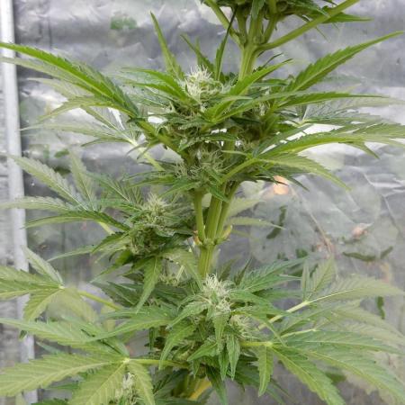 Auto Sweet Bourbon Kush Pyramid