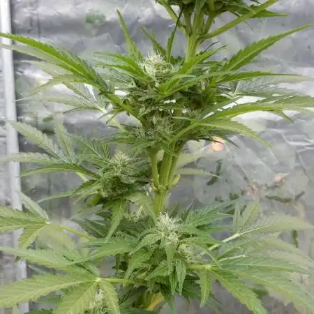 Auto Sweet Bourbon Kush Pyramid