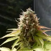Auto Candy Bubatz XL - I/O