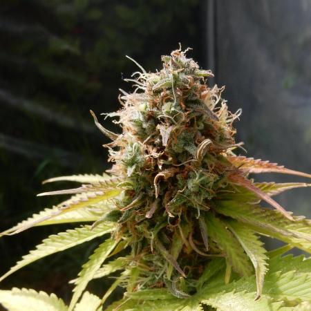 Auto Candy Bubatz XL - I/O