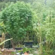 Blueberry - Outdoor 26