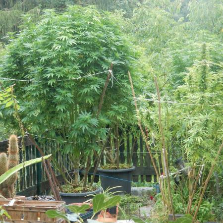 Blueberry - Outdoor 26