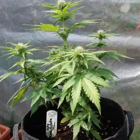Auto Candy Bubatz XL - Indoor