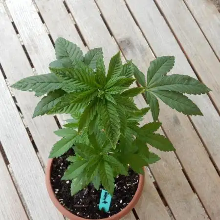 Blueberry - Outdoor 26