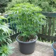 Fruit Bomb Punch Outdoor - 26