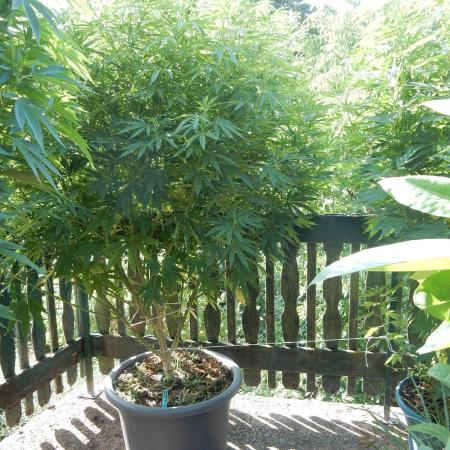 Fruit Bomb Punch Outdoor - 26