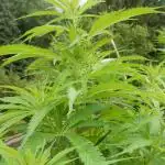 Durban Poison from Regulars