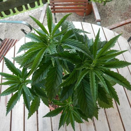 Fruit Bomb Punch Outdoor - 26