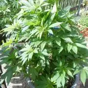Blueberry - Outdoor 26