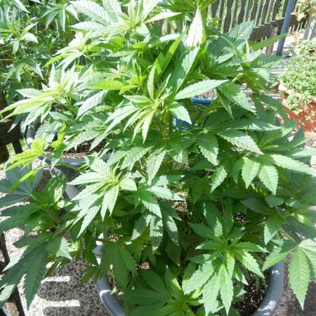 Blueberry - Outdoor 26