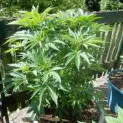 Fruit Bomb Punch Outdoor - 26