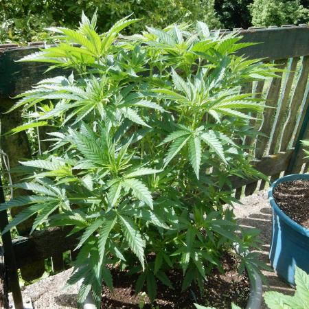 Fruit Bomb Punch Outdoor - 26