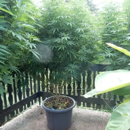 Fruit Bomb Punch Outdoor - 26