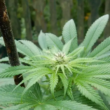 Ice Cream Haze (outdoor/indoor)