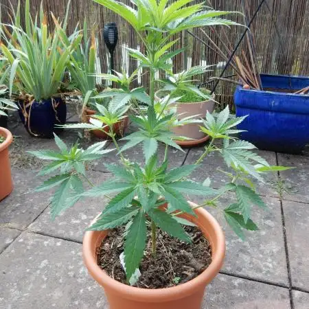 Ice Cream Haze (outdoor/indoor)