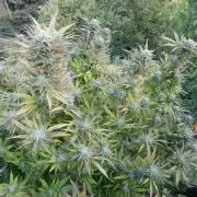 Fruit Bomb Punch Outdoor - 26