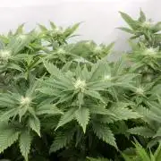 Euforia Winter-Grow from Clones
