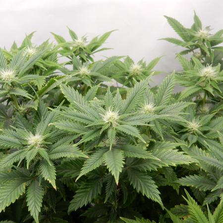 Euforia Winter-Grow from Clones