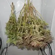 Euforia Winter-Grow from Clones