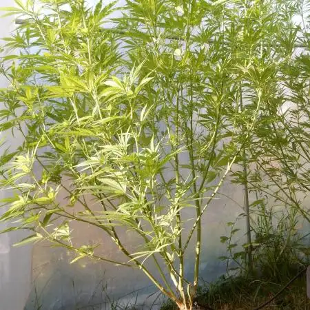 Strawberry Cough - A risky challenge!