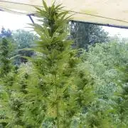 Passion Fruit - Outdoor