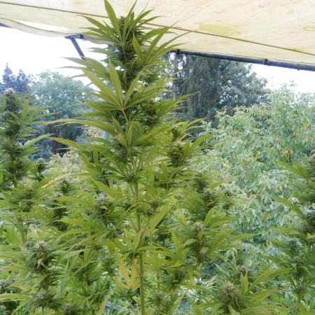 Passion Fruit - Outdoor