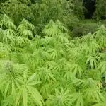 Hollands Hope - Oldschool Outdoor