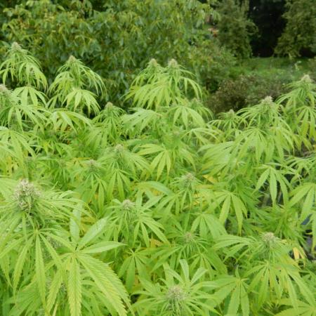 Hollands Hope - Oldschool Outdoor