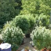 Blueberry - Outdoor 26