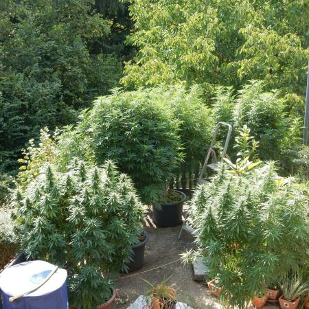 Blueberry - Outdoor 26