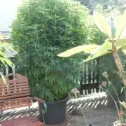 Blueberry - Outdoor 26