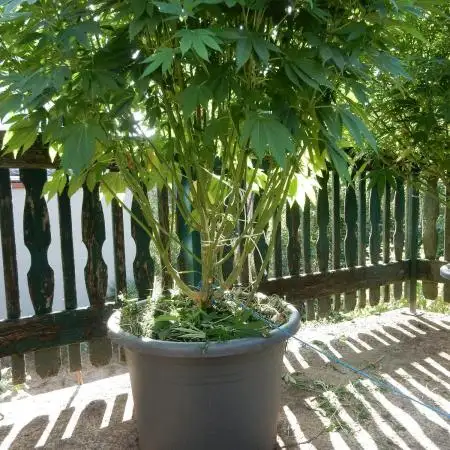 Blueberry - Outdoor 26