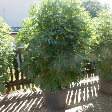 Blueberry - Outdoor 26