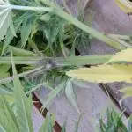 Passion Fruit - Outdoor