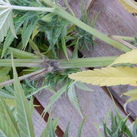 Passion Fruit - Outdoor